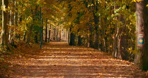Pathway covered by yellow leaves in the autumn park. Autumn leaves falling in