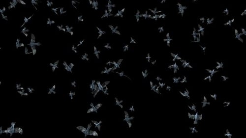 Seamlessly Looping Flock of Flying Birds with Alpha Channel
