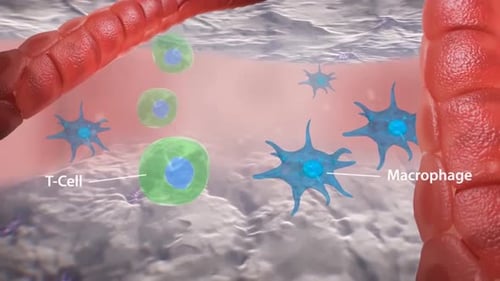 3D Animation of T-Cells and Macrophages in Blood Vessel