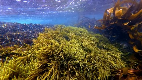 Underwater kelp forest and reef