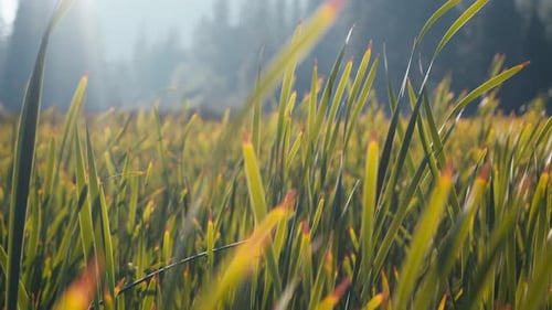 A stunning dreamlike shot of a gorgeous grassy field. The grass blows in the wind lazily as the sunl