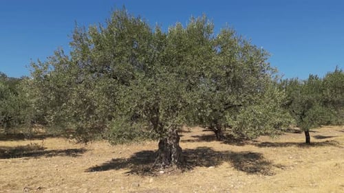 Olive Trees 215