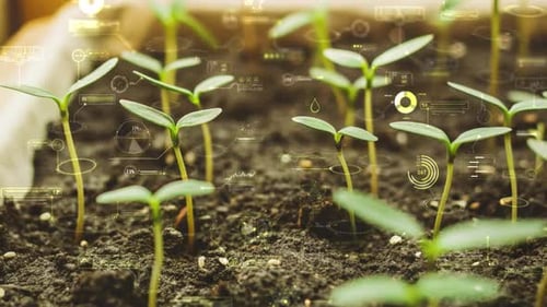 Futuristic Data Overlay on Young Plants Growing in Soil