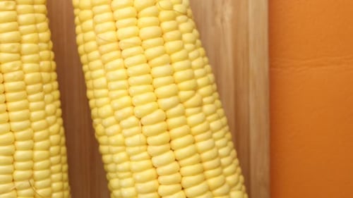 Corn Cob on White Background Close Up