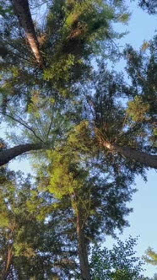 Tree Trunks and Tops Against the Sky Bottom View of a Beautiful Forest with Trees and the Sun
