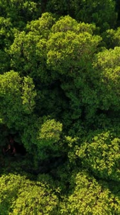 Vertical Video Aerial View Green Forest Background