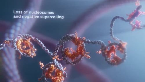 3D Animated DNA Chromatin Unpairing and Fragmentation