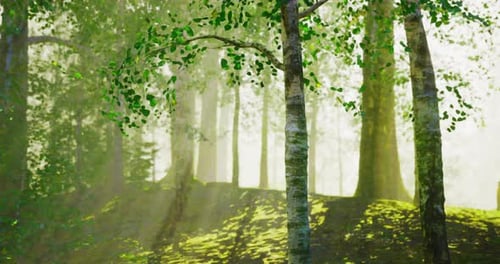 Sunlight Filters Through Lush Trees in a Serene Forest Setting