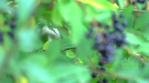 Aronia aux baies noires sauvages