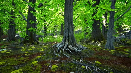 A Majestic Tree with Lush Green Foliage