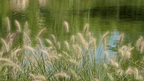 Beautiful Swaying Reed Flower Landscape On The Wind Near To The Green Lake Water