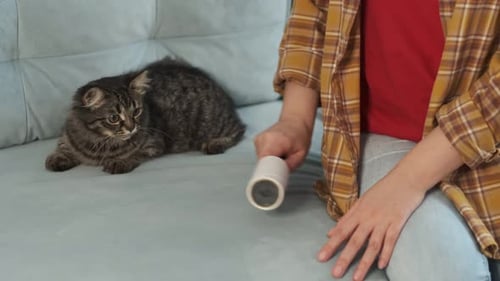 Woman Pets Cat with Lint Roller on Couch