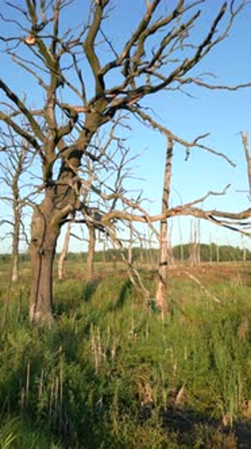 Trockene Bäume im Wildnisgebiet