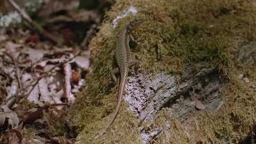 Lizard on Mossy Rock in Forest