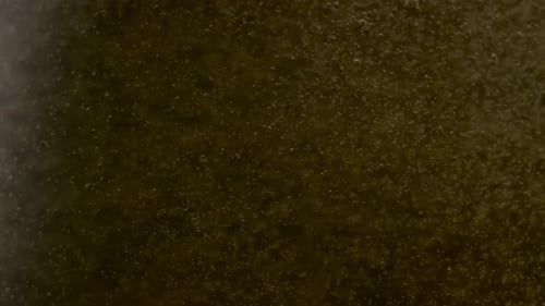 Macro View of Small Golden Champagne Bubbles Swirling Inside Transparent Glass In