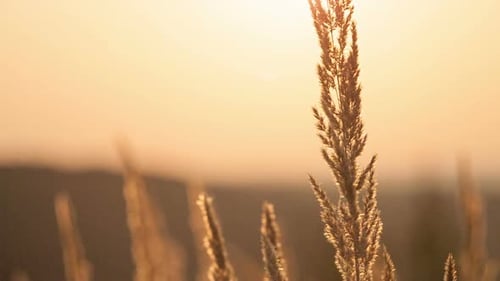 Grass in the Morning Fog Abstractly Blured Background