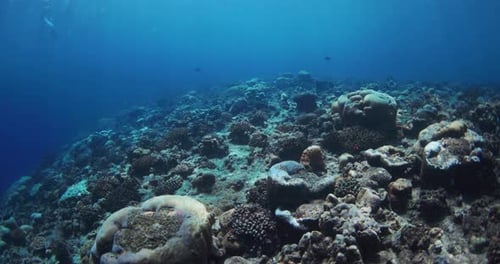 Underwater Diving on Coral Reef in Tropical Clear Ocean