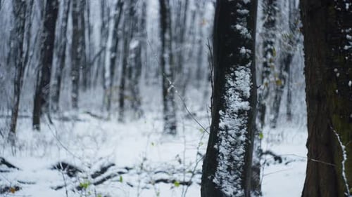 Snow Falling Gently in a Winter Forest