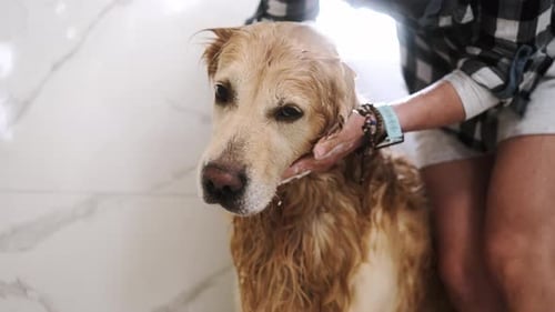 Golden Retriever Dog Enjoying a Bath Indoors
