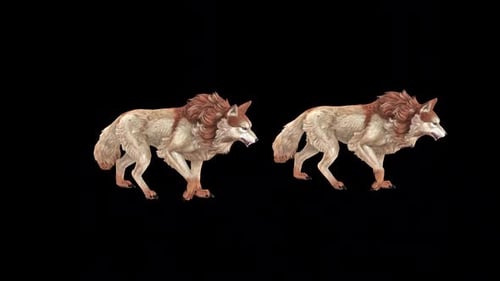 Two Brown Wolf Walk