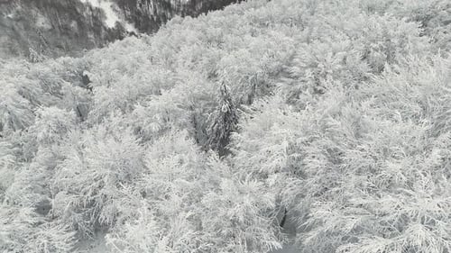 Luftaufnahme von oben nach unten auf den Winterwald mit Bäumen, die mit weißem Schnee und Frost bedeckt sind und für wunderschöne Landschaften sorgen