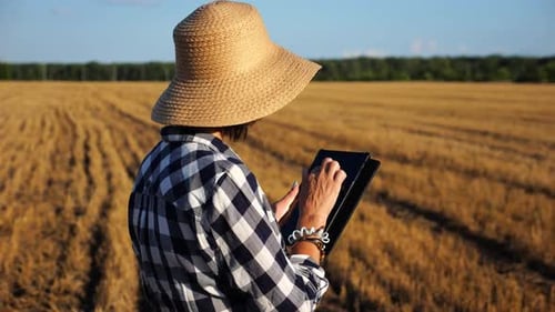 Adult Farmer Using Digital Tablet at Wheat Meadow on Sunny Day Female Agronomist Monitoring Harvest