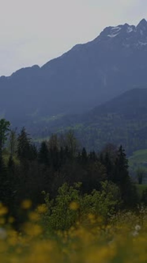 Uma bela e serena paisagem montanhosa com flores silvestres brilhantes e florestas verdes exuberantes