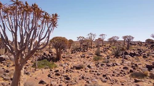 Zauberhafter Köcherbaumwald in Namibia: 4K-Drohnenaufnahmen des seltenen Aloidendron Dichotomum, So