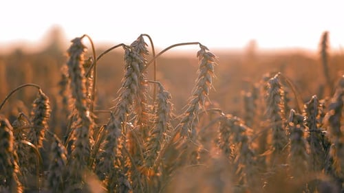 Agricultural Industry A Mature Wheat Crop Grows in a Field at Sunset in Closeup Golden Spikelets of