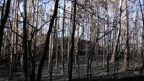 Burnt tree trunks in a burnet down forest after summer fire