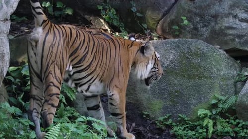 Tigre malais mâle errant dans la forêt avec des rochers. - Ralenti