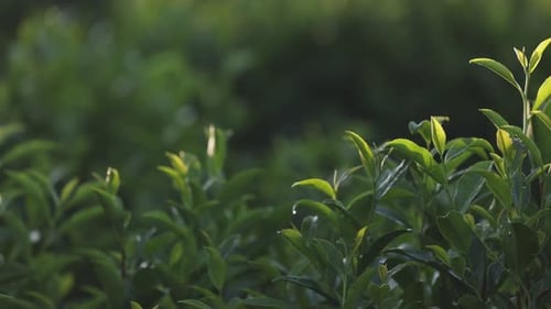 Feuilles de thé : jeunes feuilles vertes sur le théier, gros plan, théier, dans les plantations, le matin, clair, cru
