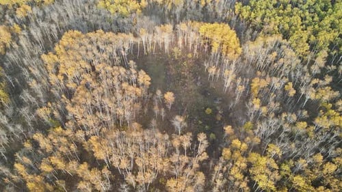 Drone flying very slowly forward above a deciduous autumn forest with some trees with yellow to orag