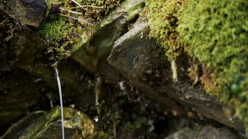 Close up View Of A Water Dripping From The Mossy Rocks. - slow motion