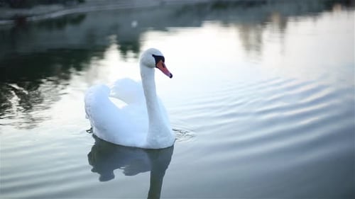 Lonely Swan nage dans un petit lac