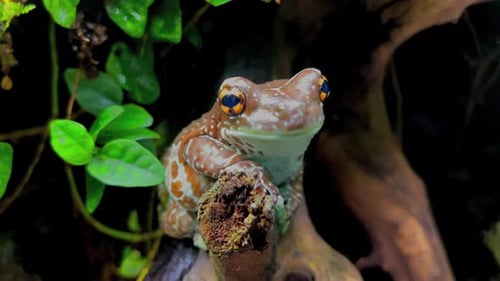 Ein atmender Frosch mit speziellen gelben Augen sitzt auf einem Ast