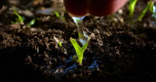 A Farmer Hand Water Green Sprout