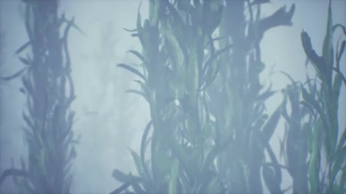 Underwater Grass Forest of Seaweed