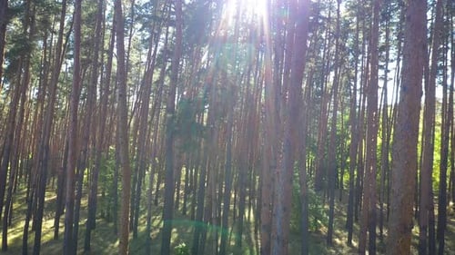Forest Flight Between Tall Pine Trees 7