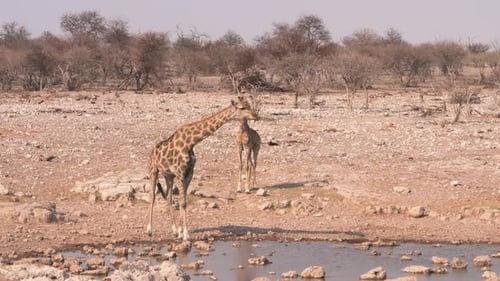 Two thirsty giraffes