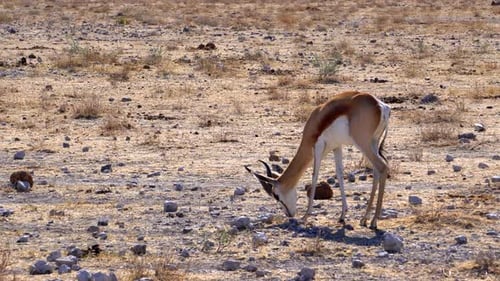 Springbockgazellen im Etosha-Nationalpark