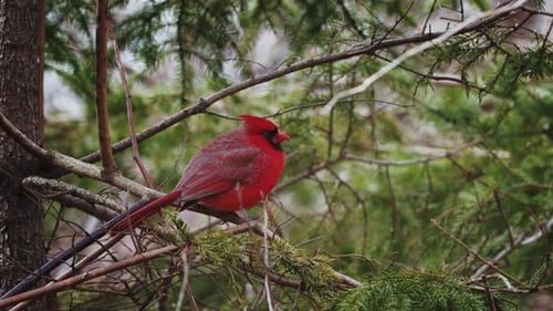 Schöner männlicher Kardinal aus dem Norden im Nova Scotia Park in Kanada