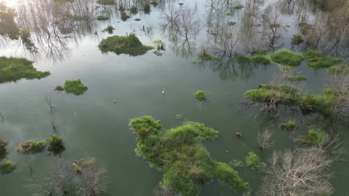A flooded area with trees