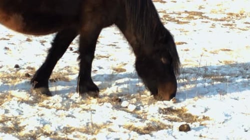 Close Up Shot Of Nomadic Mongolian Horse Eating Grass In The Snow