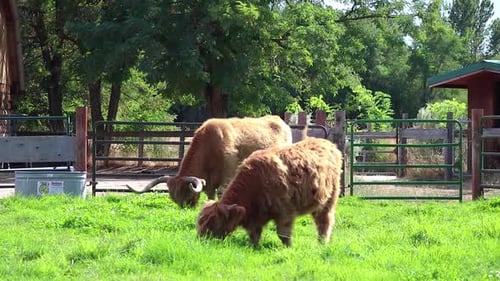 Scottish Highland Cattle In Green Field 18 Second Video