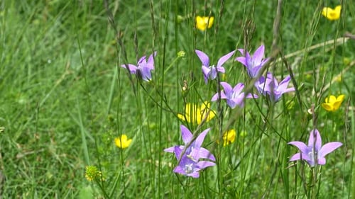 Close-up view of wildflowers in a grassy area. The main flowers are delicate and purple, while there