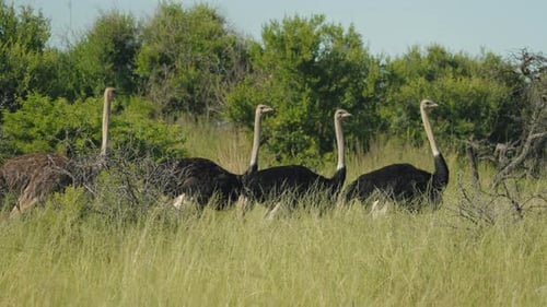 A flock of ostriches roams the African savannah. The vast wilderness serves as a stunning backdrop,