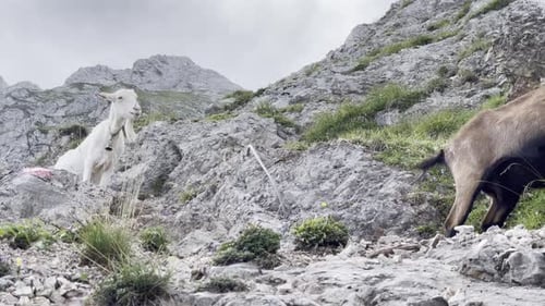 Goats on Rocky Alpine Terrain, wide shot, camera follows goats