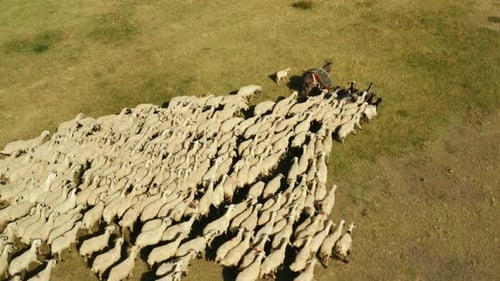 Herd of sheep grazing in the countryside. 4K . 1