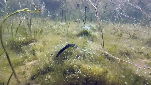 Pferdeblutegel (Haemopis sanguisuga) kriecht am Grund eines flachen Teichs in Estland.